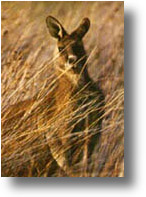Macropus giganteus tasmaniensis