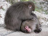 Macaca fuscata