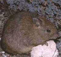 Leporillus conditor