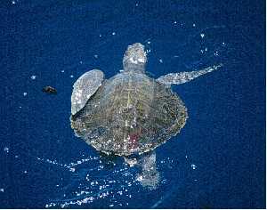 Lepidochelys olivacea