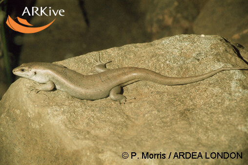 Leiolopisma telfairi