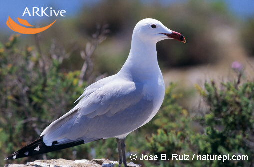 Larus audouinii