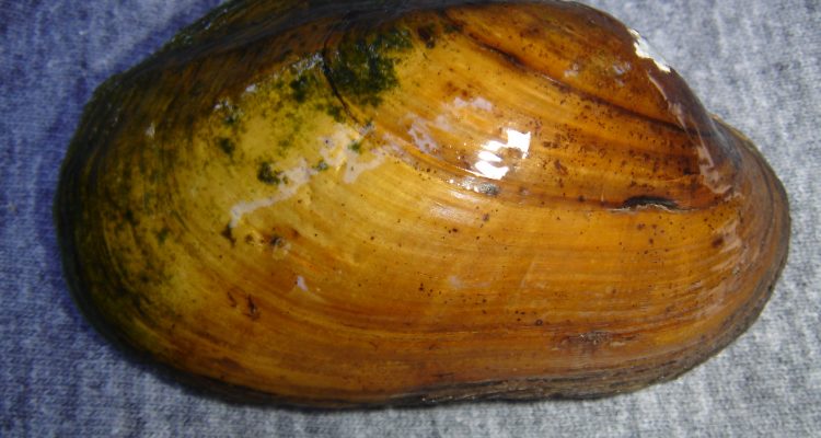 Lampsilis powellii