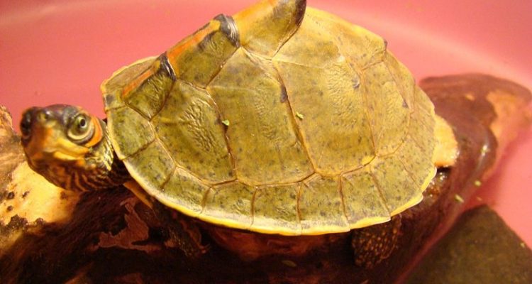 Kachuga tecta tecta