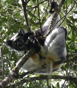 Indri indri
