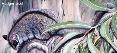 Gymnobelideus leadbeateri