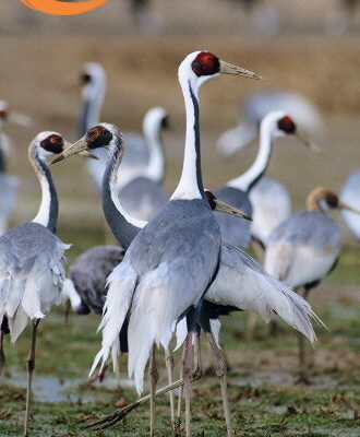 Grus vipio
