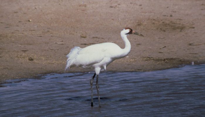 Grus americanas