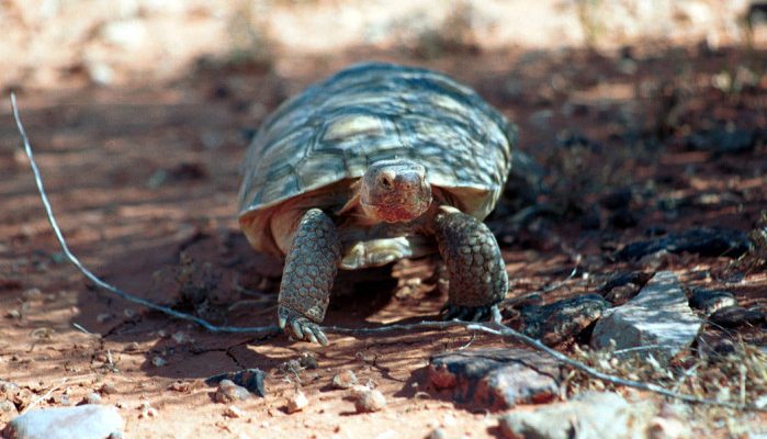 Gopherus agassizii