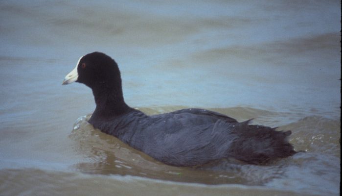 Fulica americana alai