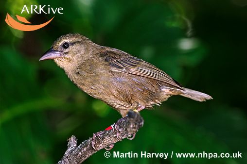 Foudia sechellarum