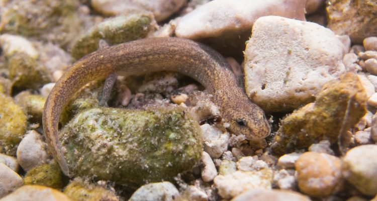 Eurycea tonkawae