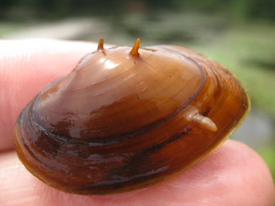 Elliptio steinstansana