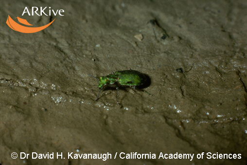 Elaphrus viridis