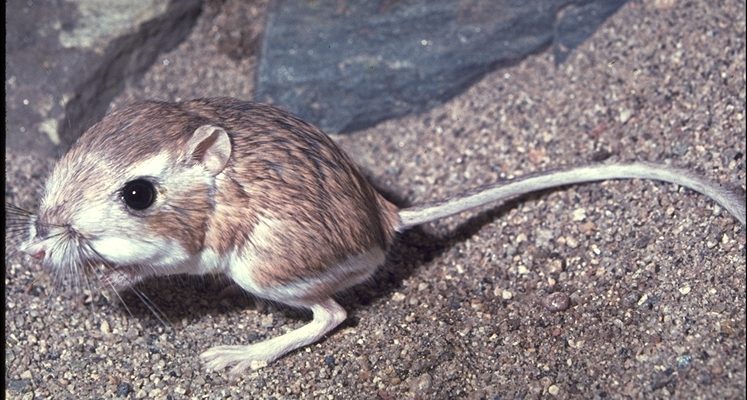 Dipodomys merriami parvus