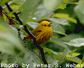 Dendroica petechia petechia