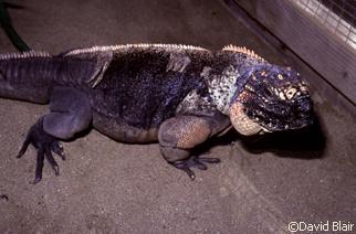 Cyclura cychlura figginsi