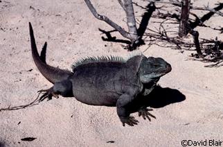 Cyclura carinata carinata