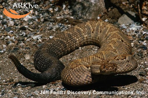 Crotalus unicolor
