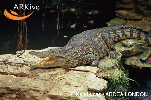 Crocodylus rhombifer