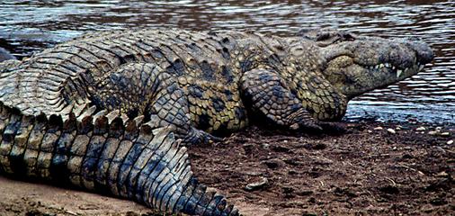 Crocodylus niloticus
