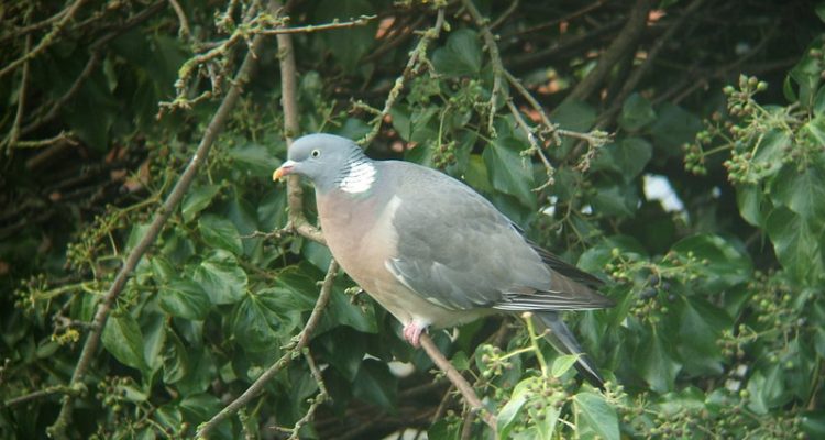 Columba palumbus azorica