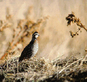 Colinus virginianus ridgwayi
