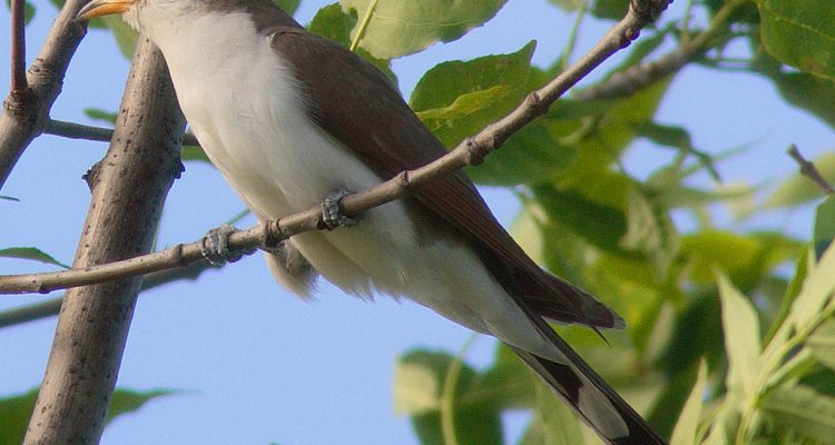 Coccyzus americanus