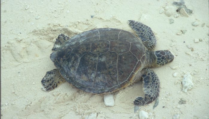 Chelonia myda