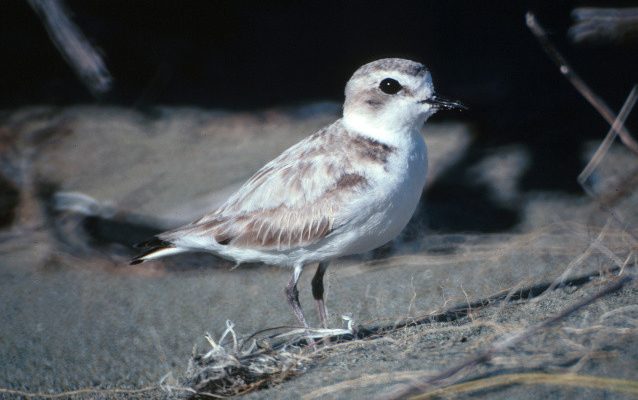 Charadrius alexandrinus nivosus