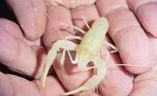 Cambarus zophonastes