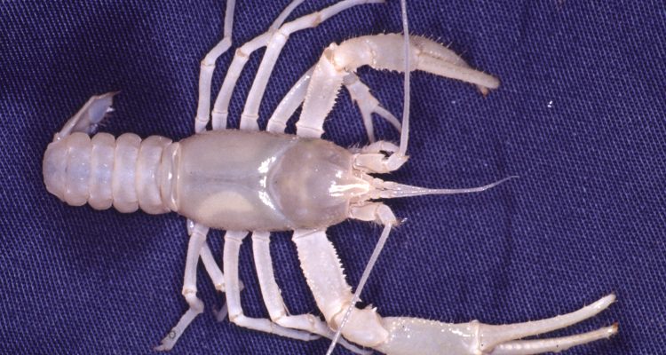 Cambarus aculabrum
