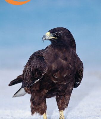 Buteo galapagoensis