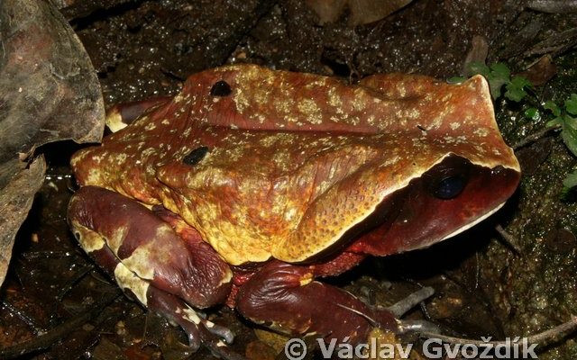 Bufo superciliaris