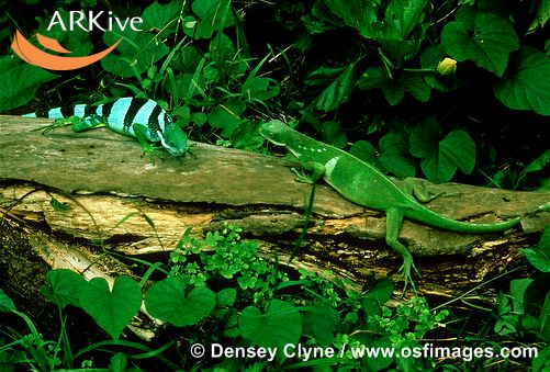 Brachylophus fasciatus