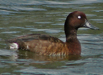 Aythya innotata