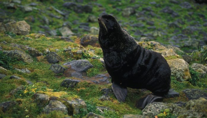 Arctocephalus townsendi