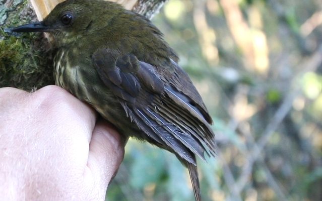 Arcanator orostruthus