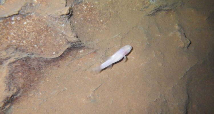 Amblyopsis rosae