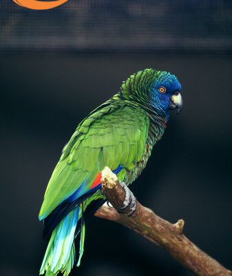 Amazona versicolor