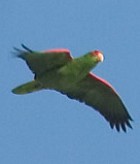 Amazona pretrei pretrei