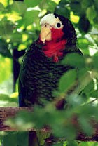 Amazona leucocephala