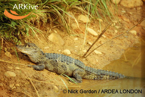Alligator sinensis