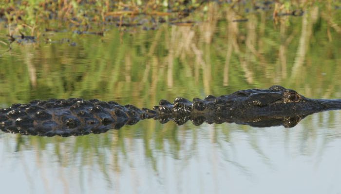 Alligator mississippiensis