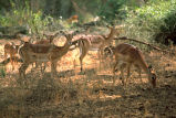 Aepyceros melampus petersi
