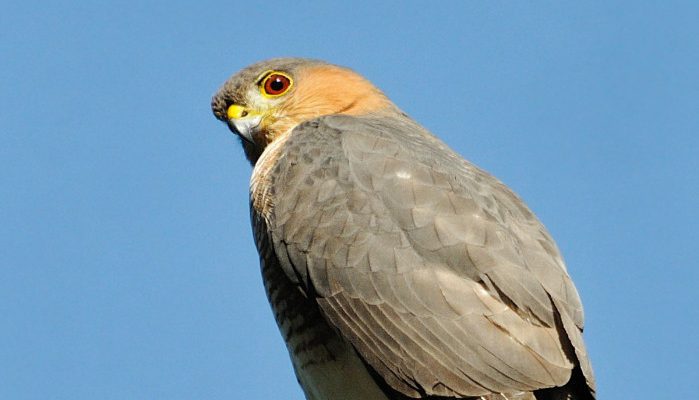 Accipiter striatus venator