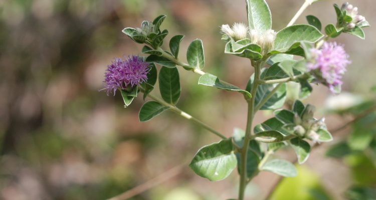 Vernonia proctorii