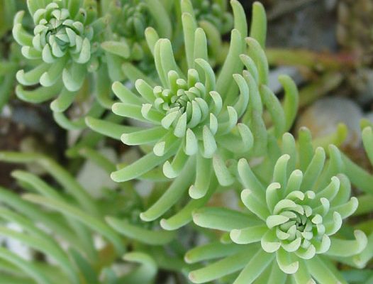 Suaeda californica