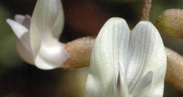 Astragalus applegatei