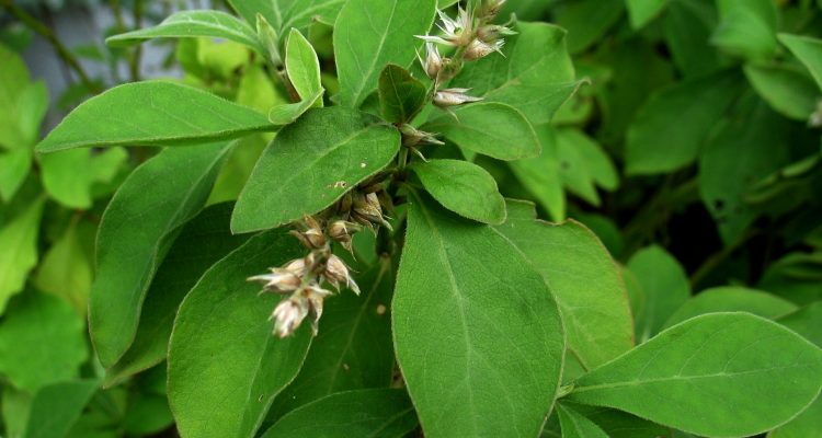 Achyranthes mutica